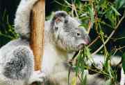 miniatura koala
