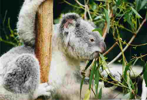 Koala klatretre
