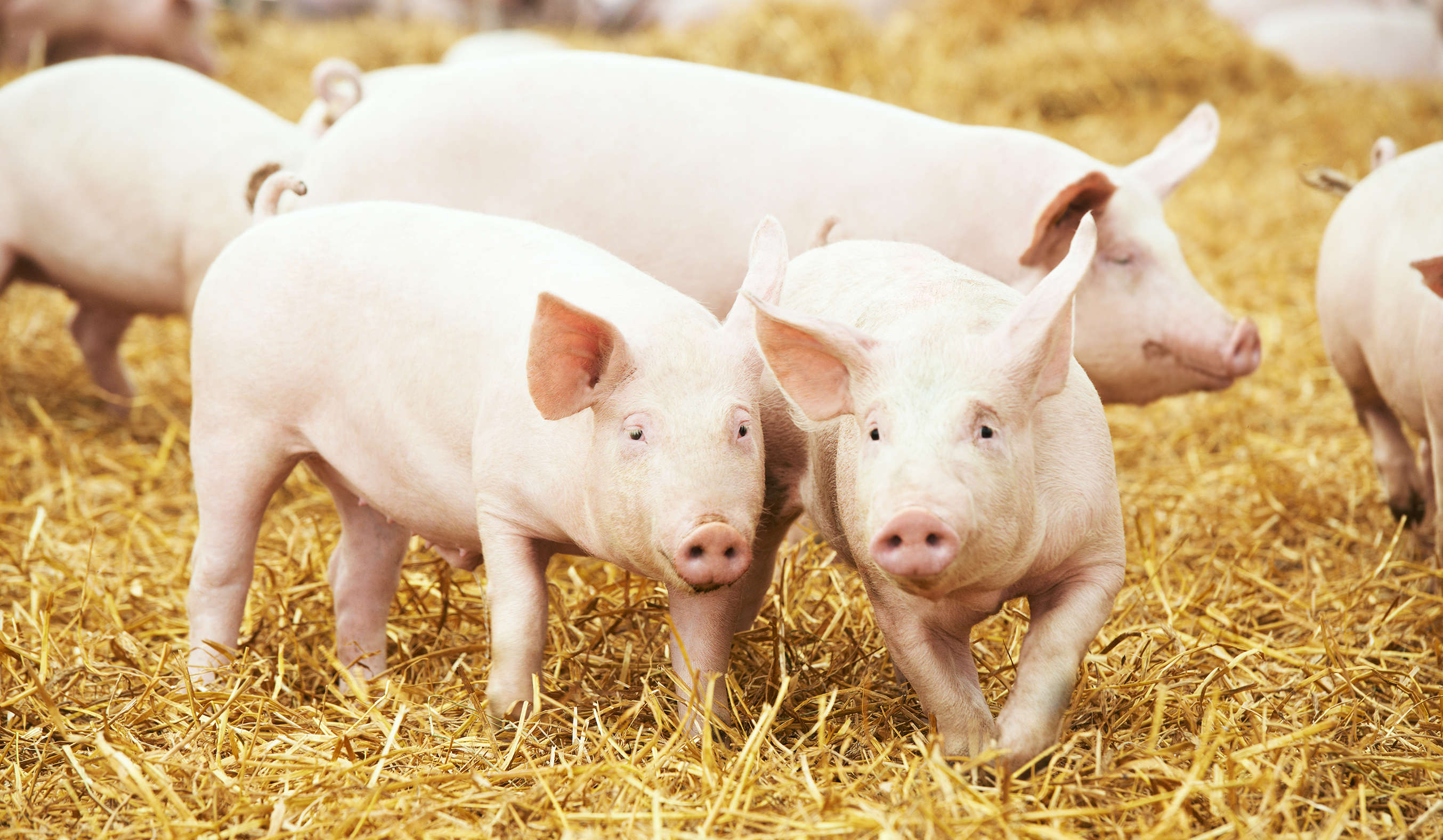 λουκάνικα-from-straw-pigs.jpg